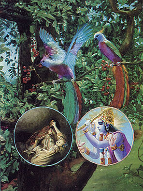 Lahshahara (el p᪡ro azul de Krishna)
